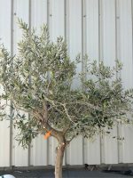IMG_1034 Olive tree in pot