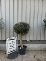 Arbequina Olive tree