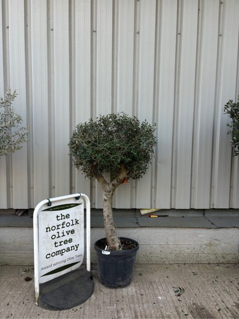 Arbequina Olive tree