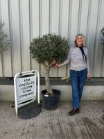 Arbequina Olive tree