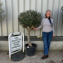 Arbequina Olive tree