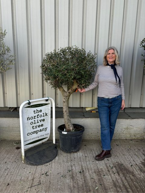 Arbequina Olive tree