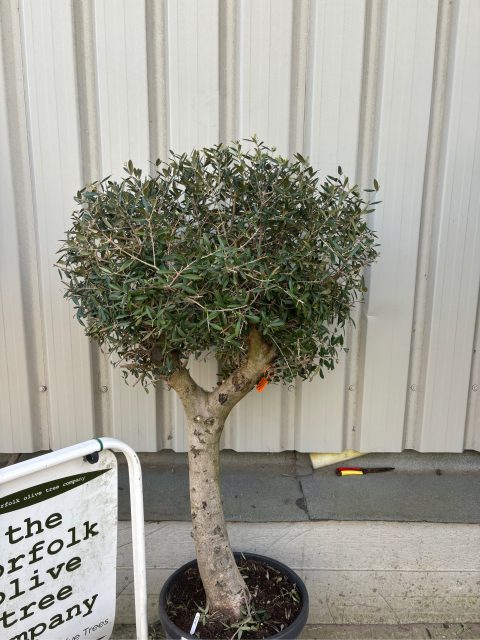 Arbequina Olive tree