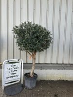 Arbequina Olive tree