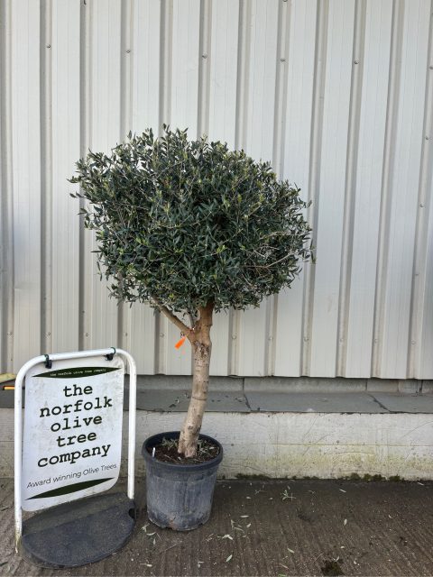 Arbequina Olive tree