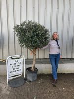 Arbequina Olive tree