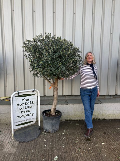 Arbequina Olive tree