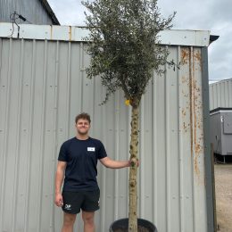 Tall olive tree