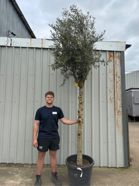 IMG_1059 Tall olive tree
