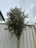 IMG_1060 Tall olive tree