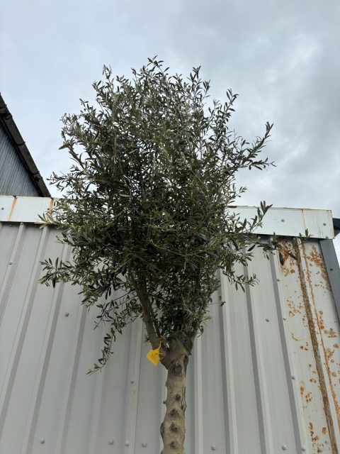 Tall olive tree