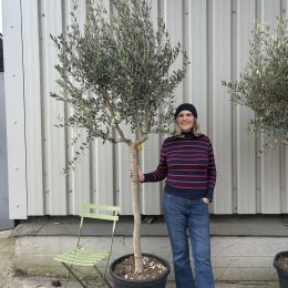 Tuscan Olive Tree