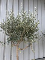 IMG_1068 Tuscan Olive Tree