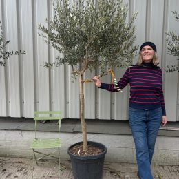 Tuscan Olive Tree
