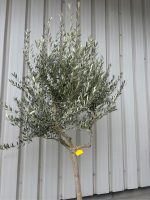 IMG_1071 Tuscan Olive Tree