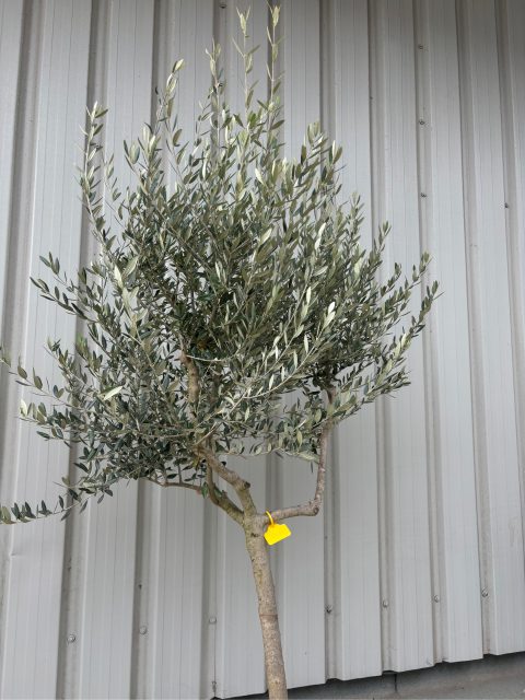 Tuscan Olive Tree