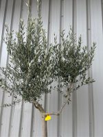 IMG_1073