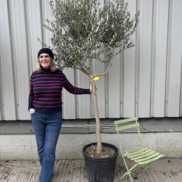 Tuscan Olive Tree