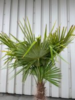 IMG_1076 Trachycarpus fortunei UK