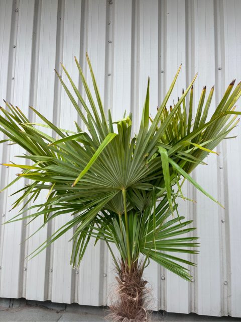 Trachycarpus fortunei UK