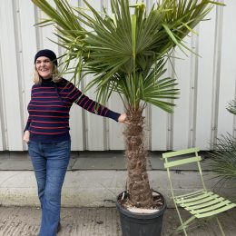 Trachycarpus fortunei UK