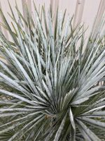 IMG_1079