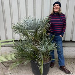 Blue Mediterranean Fan Palm