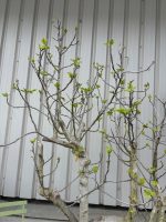IMG_1084