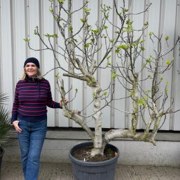Ficus Carica- Fig tree for sale.