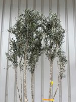 IMG_1088 Italian Olive Tree for sale