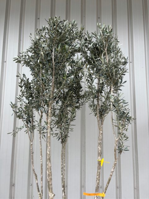 Italian Olive Tree for sale