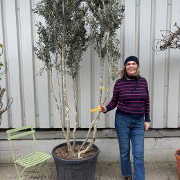 Italian Olive Tree for sale