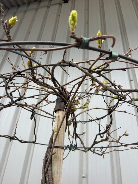Wisteria for sale