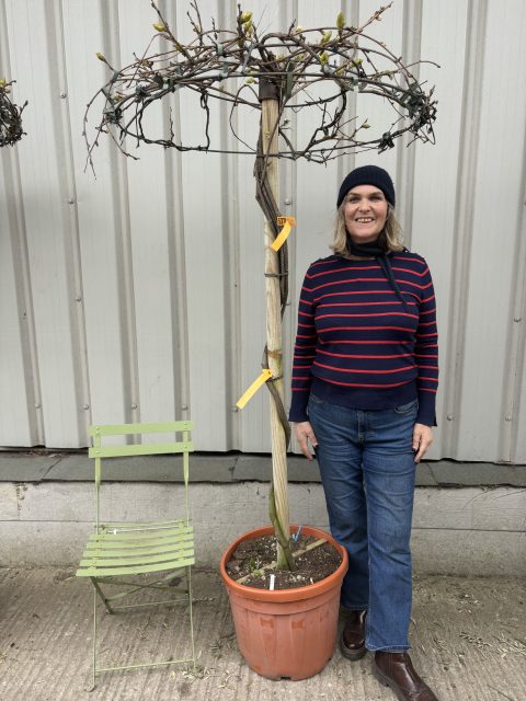 Wisteria for sale