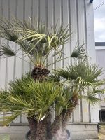 IMG_1108 Chamaerops Humilis