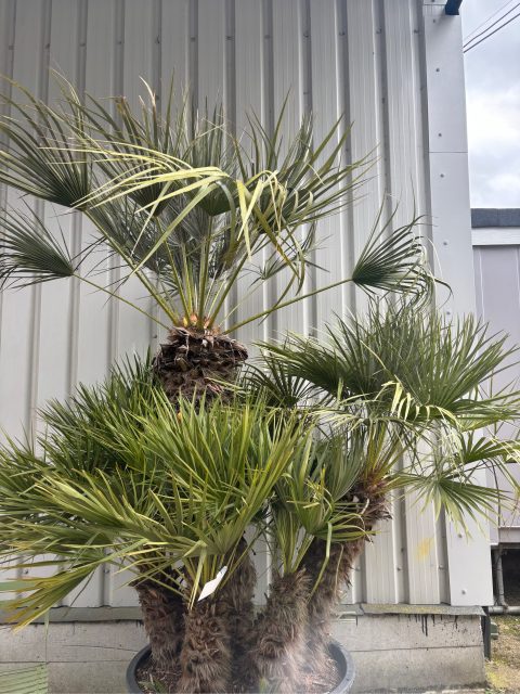 Chamaerops Humilis