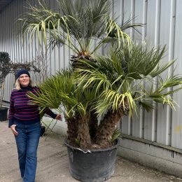 Chamaerops humilis – Hardy Mediterranean Fan Palm Tree UK | Mainland Delivery
