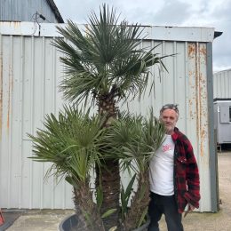 Chamaerops humilis – Hardy Mediterranean Fan Palm Tree UK | Mainland Delivery