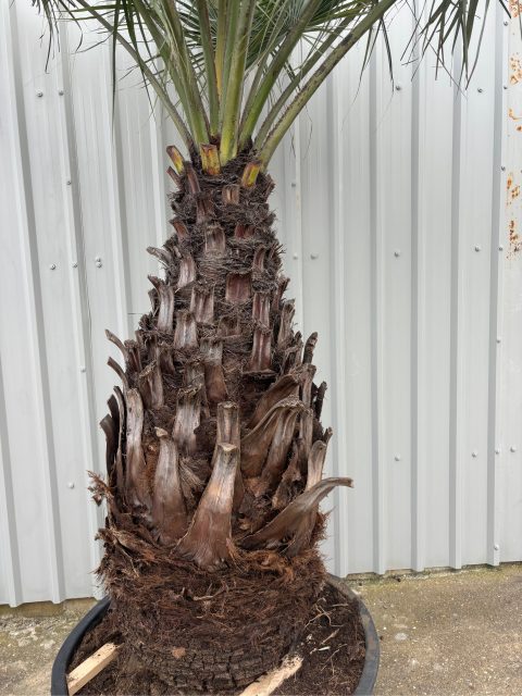 Brahea armata for sale UK
