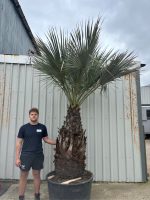 Brahea armata for sale UK