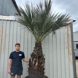 Brahea armata for sale UK