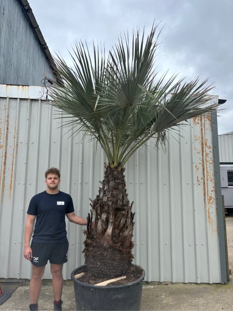 Brahea armata for sale UK