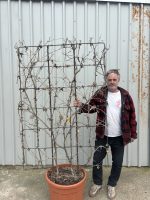 IMG_1125 Espalier wisteria