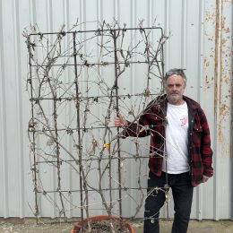Espalier wisteria