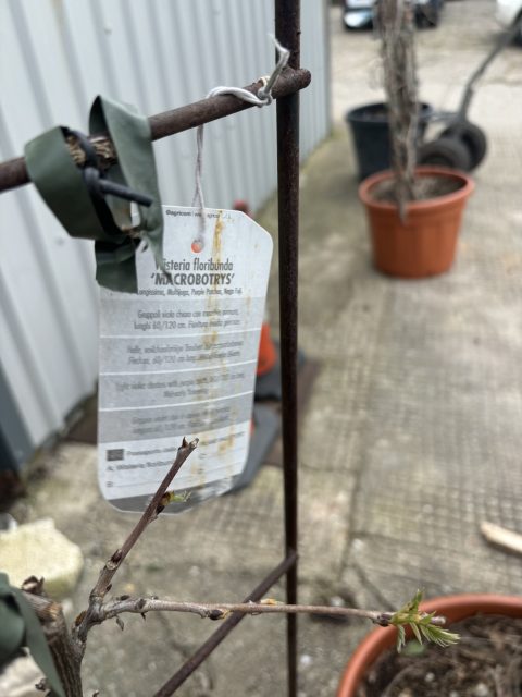 Espalier wisteria
