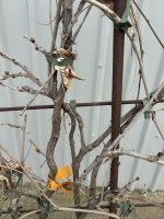 IMG_1127