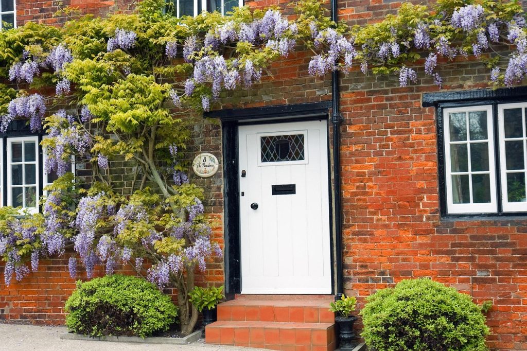 trained wisteria tree UK
