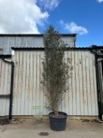 IMG_1145 5 metre olive tree