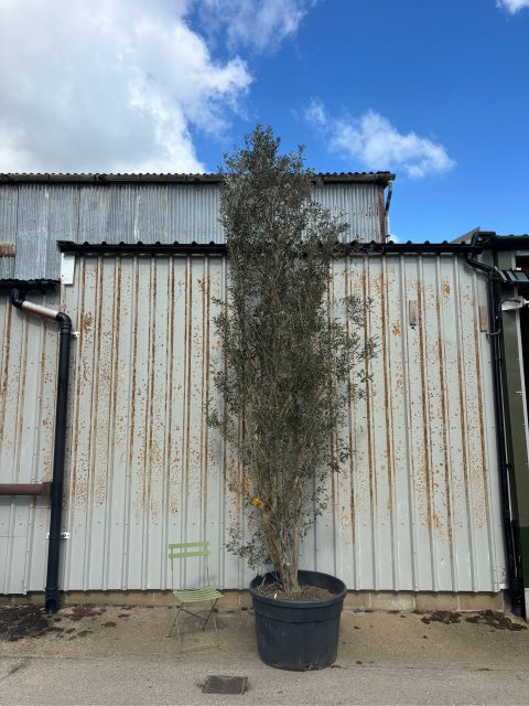5 metre olive tree