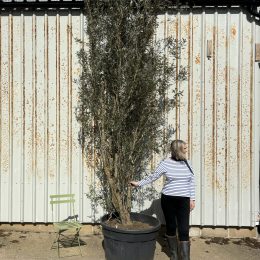 Extra Tall 5 Metre Multi-Stem Olive Tree (Screening) – Mature Tuscany Olive Trees for Sale UK